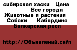 l: сибирская хаски › Цена ­ 10 000 - Все города Животные и растения » Собаки   . Кабардино-Балкарская респ.